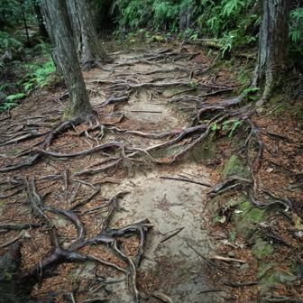 熊野古道 小辺路 木の根道も随所に