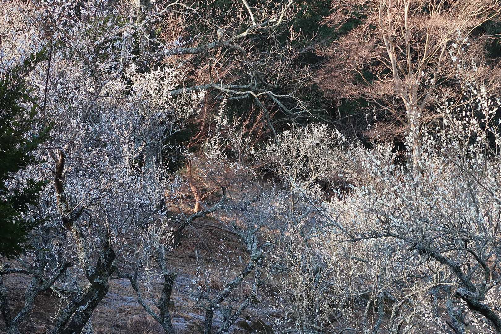 大平山 往復コースの写真
