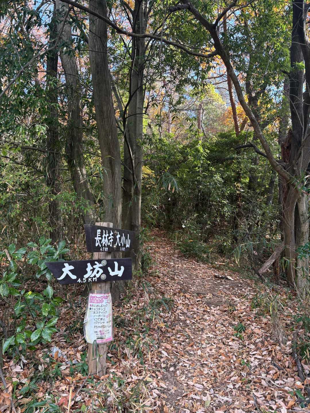 さてさて、ししまるがいないとどんな感じかな？