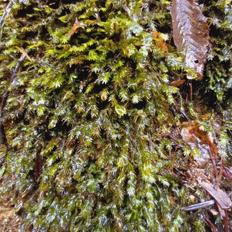 清水が苔に綺麗でした