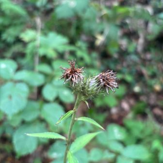 キク科の植物、セイタカトウヒレン？