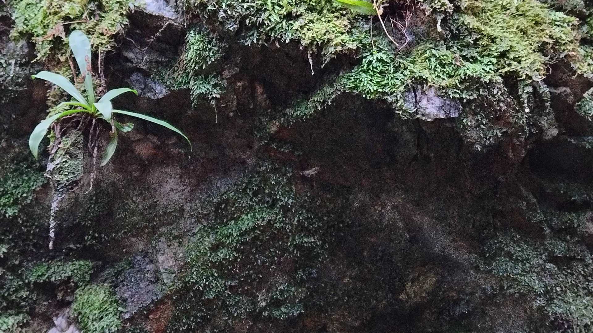 神滝。苔好きな人にはたまらん場所