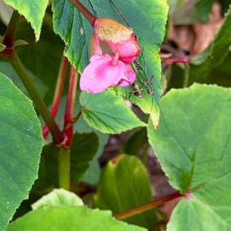 シュウカイドウ（秋海棠）とツユムシ（露虫）の仲間（幼虫）