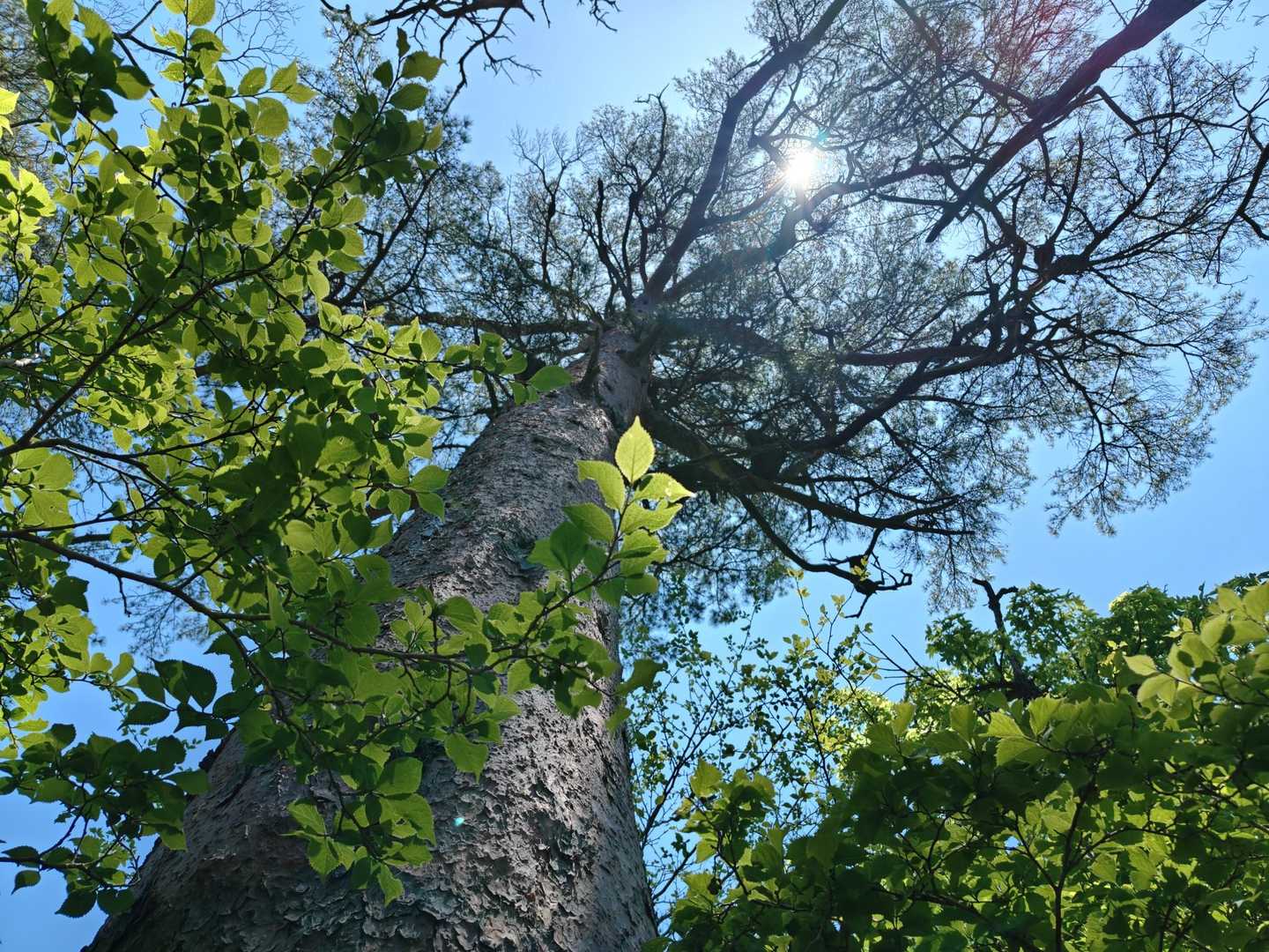 見上げる大木と新緑と🌿✨