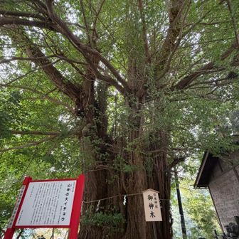 本当に立派な大イチョウでした
