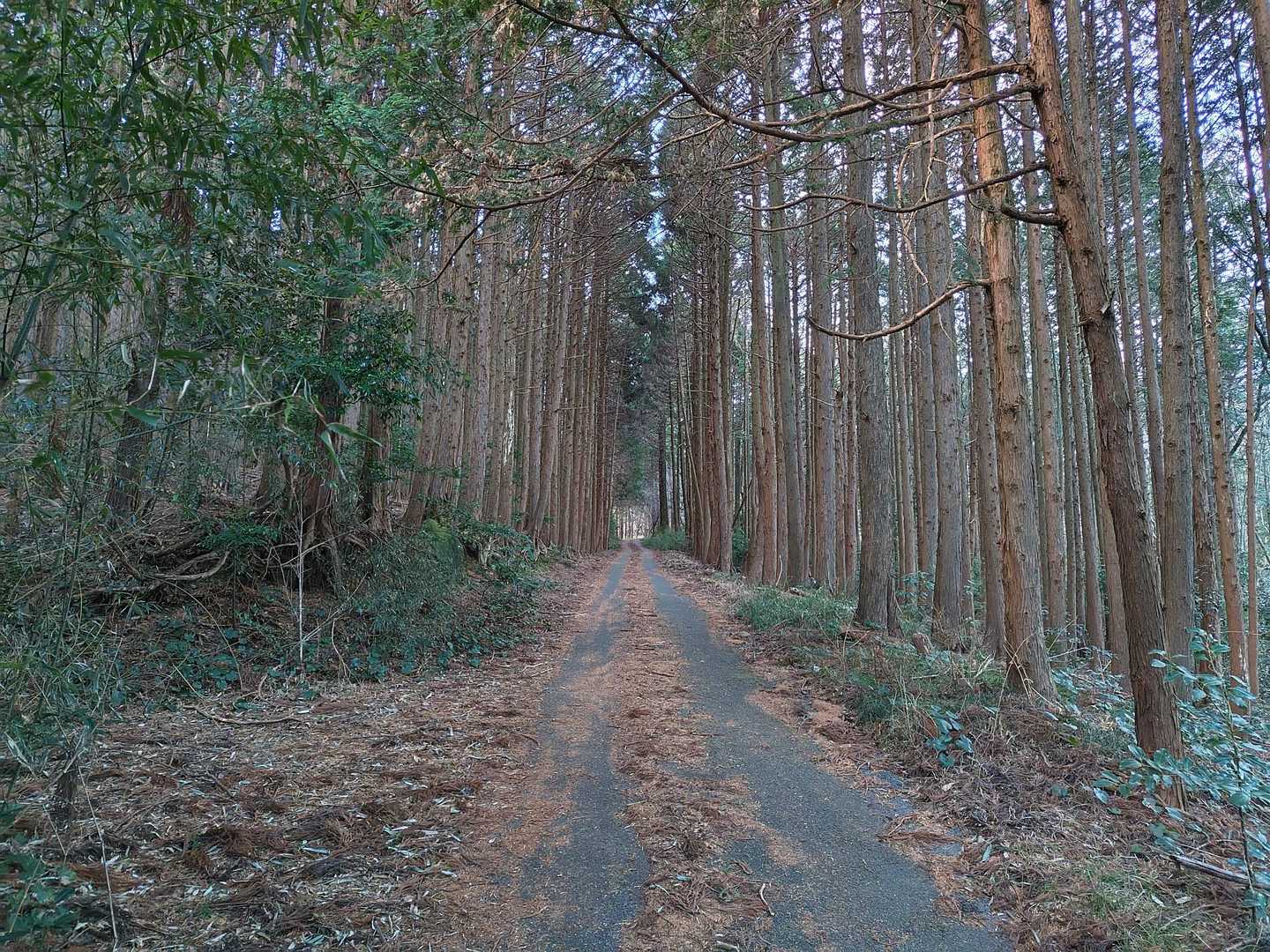 このコース、杉林や