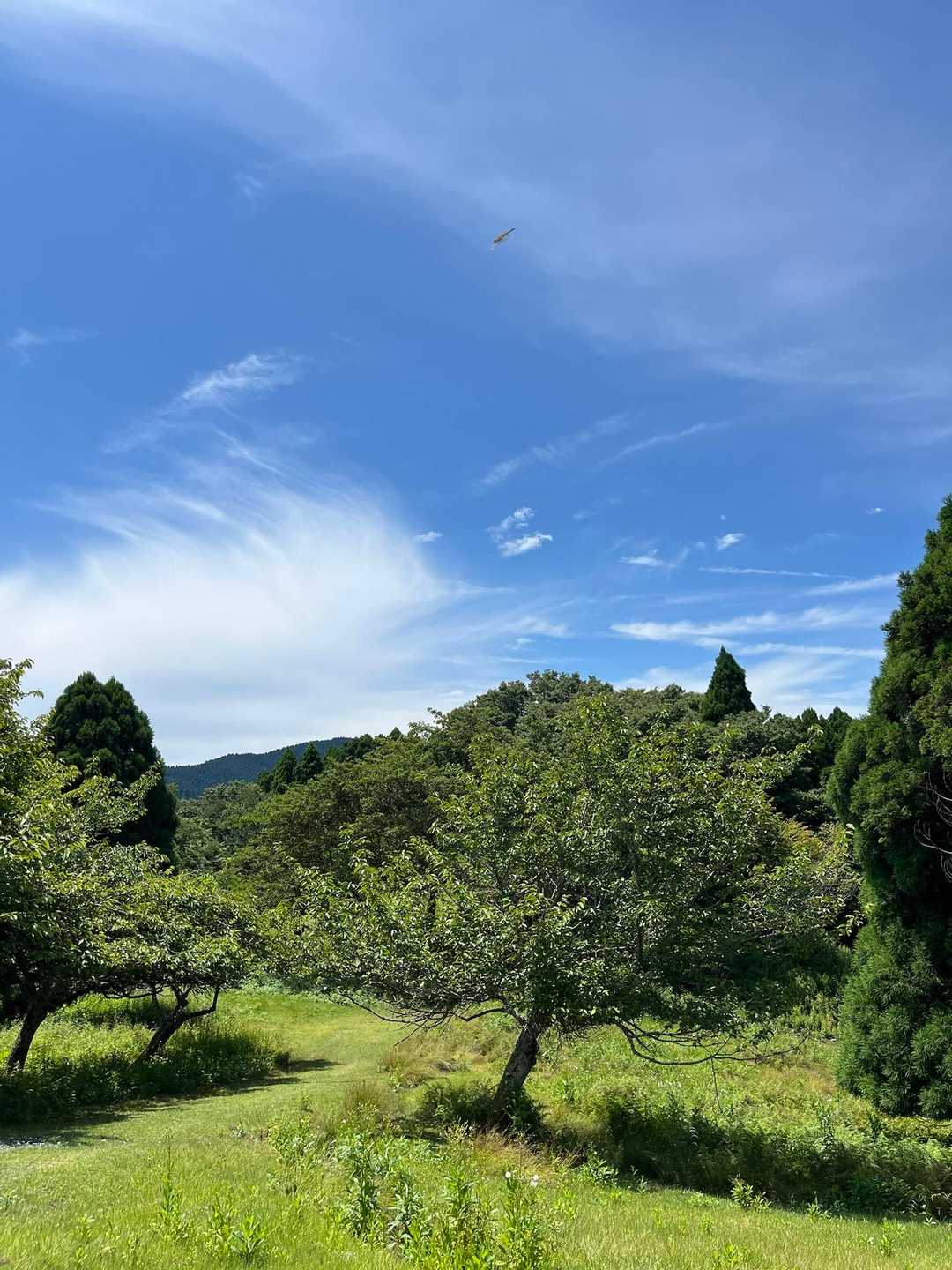 気配ないけど
夕方から雨じゃなかった？