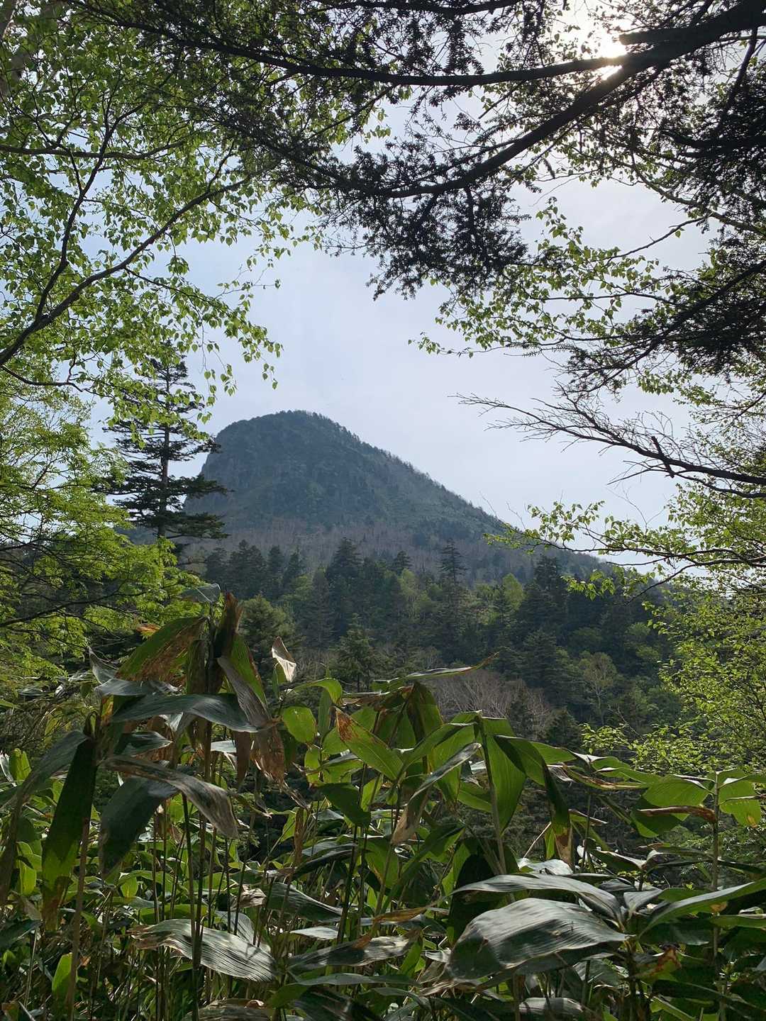 下山中、樹々の間から笹ヶ岳の山容
