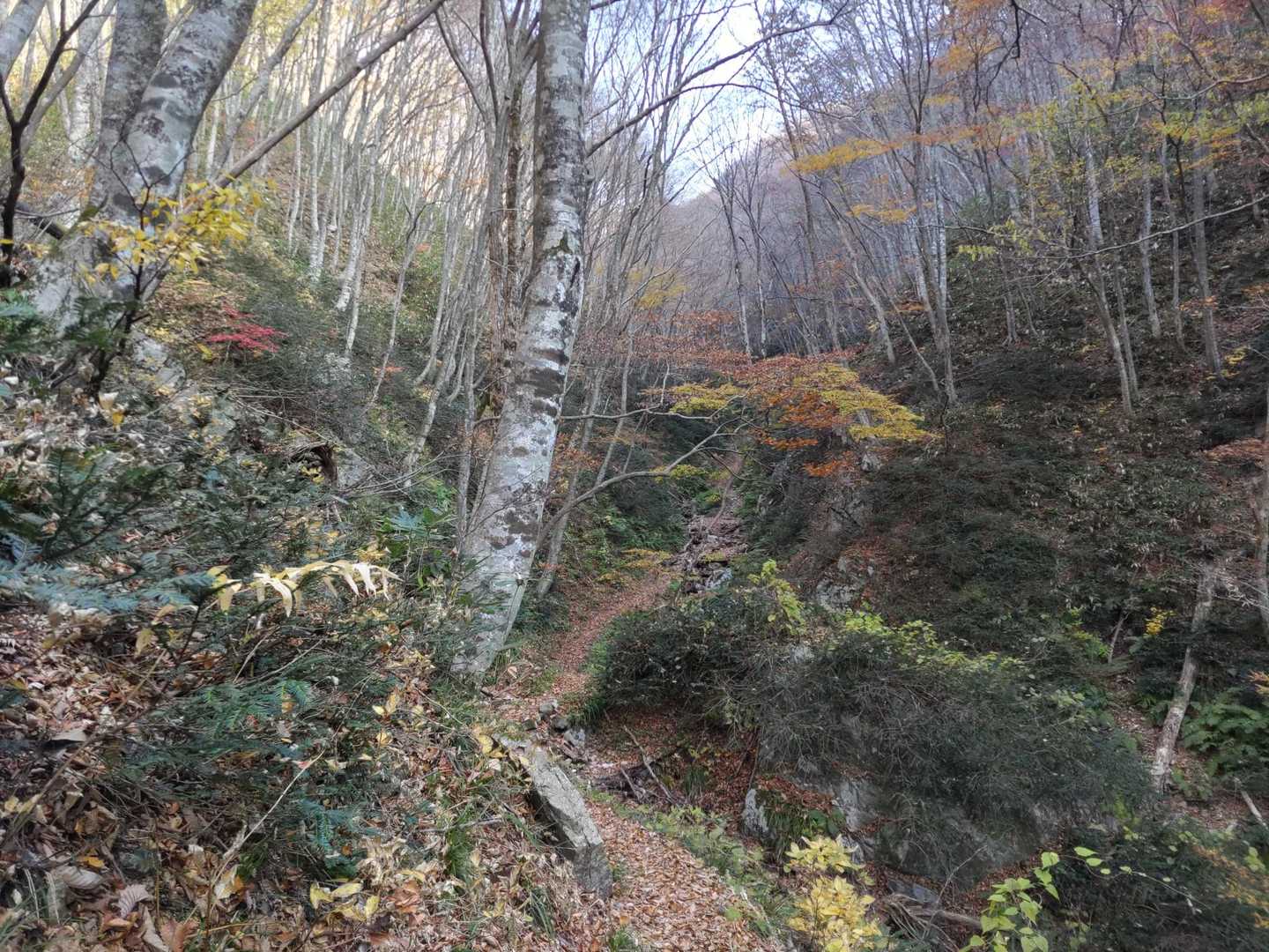 牛曳山へ向かう沢沿いの登山道の風景は、
私の走馬灯に現れそうなほど印象に残りました😇✨