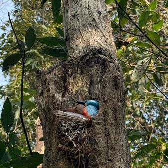 木の上にも居るよー🐦