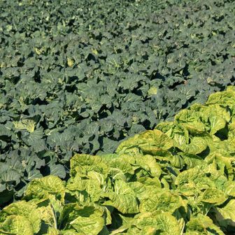 キャベツの群れ
