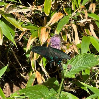 カラスアゲハかな