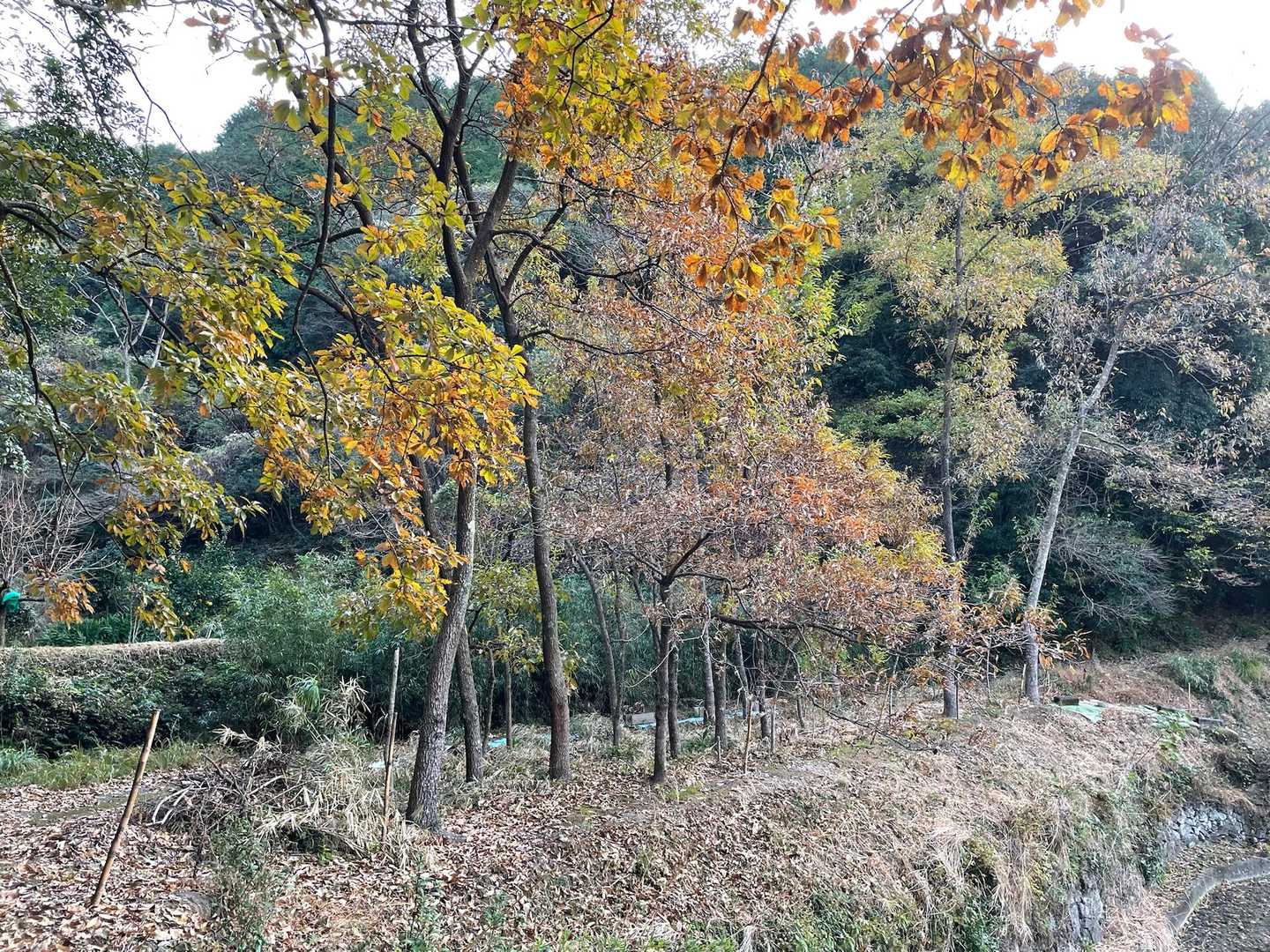 花尾山 周回コースの写真