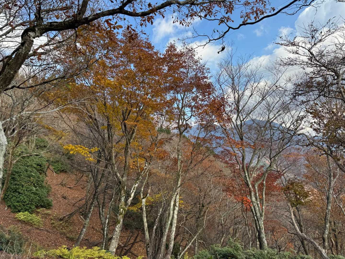 すっかり青空！