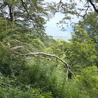 この木の隙間からも松山方面と海が見えます