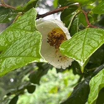 寺院に植えられることが多いとのこと