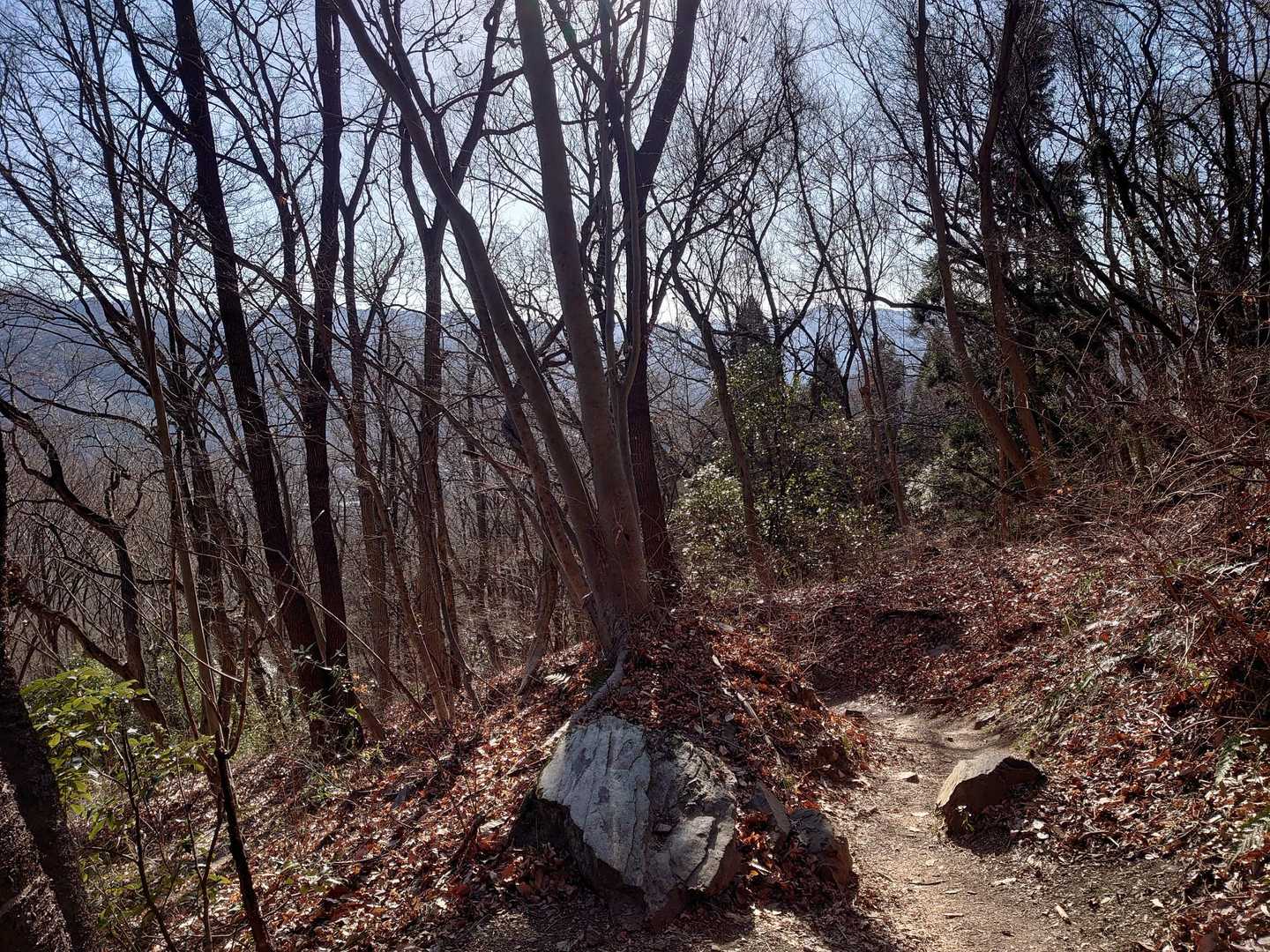 ロープウェイで気軽に楽しめる“宝の登山”の山上散策の写真