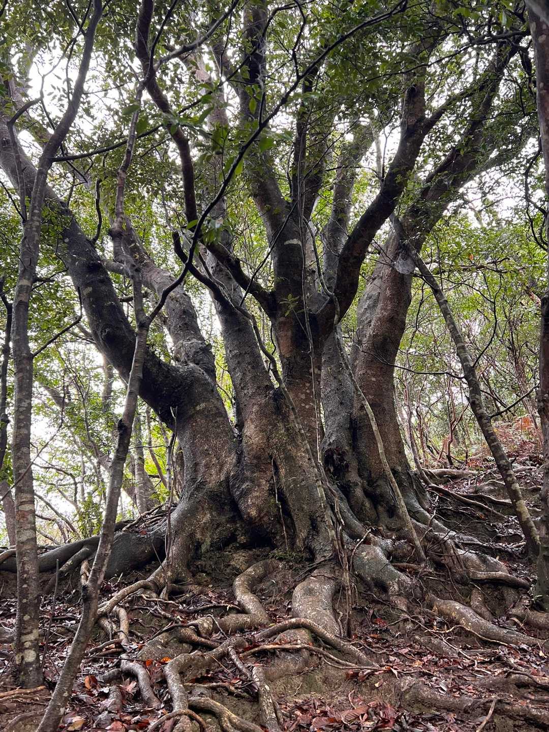石見寺-石見寺山 周回コースの写真