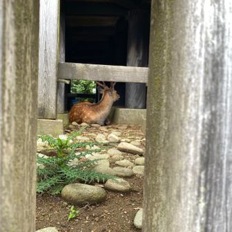 建物の下では鹿が休んでいました。