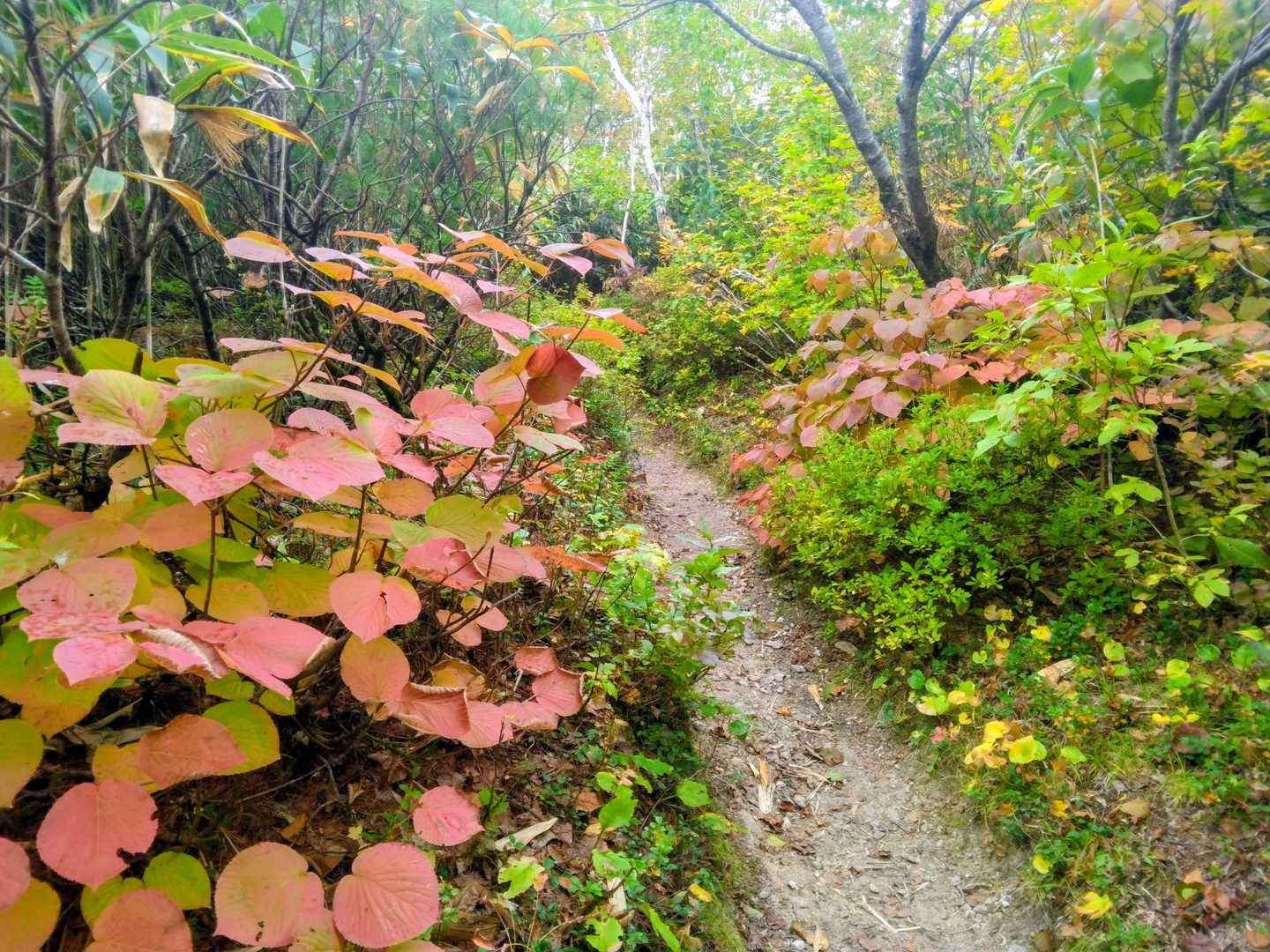 🍁