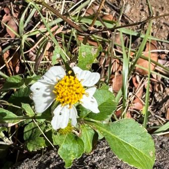 山頂に咲いていた花。
