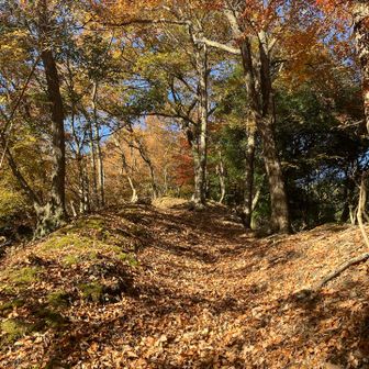 秋の光景、いい感じです