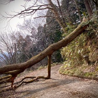※真下に江戸期のものと思われる古くて小さな石仏があり、…かなり厄介だ。