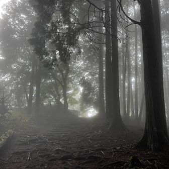 静かな樹林帯を進んでいきます🌱͛