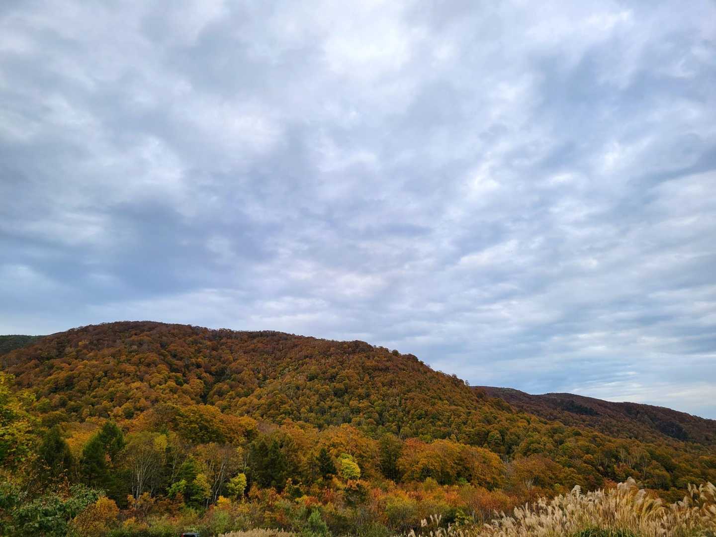 駐車場の山は紅葉真っ盛り🍁