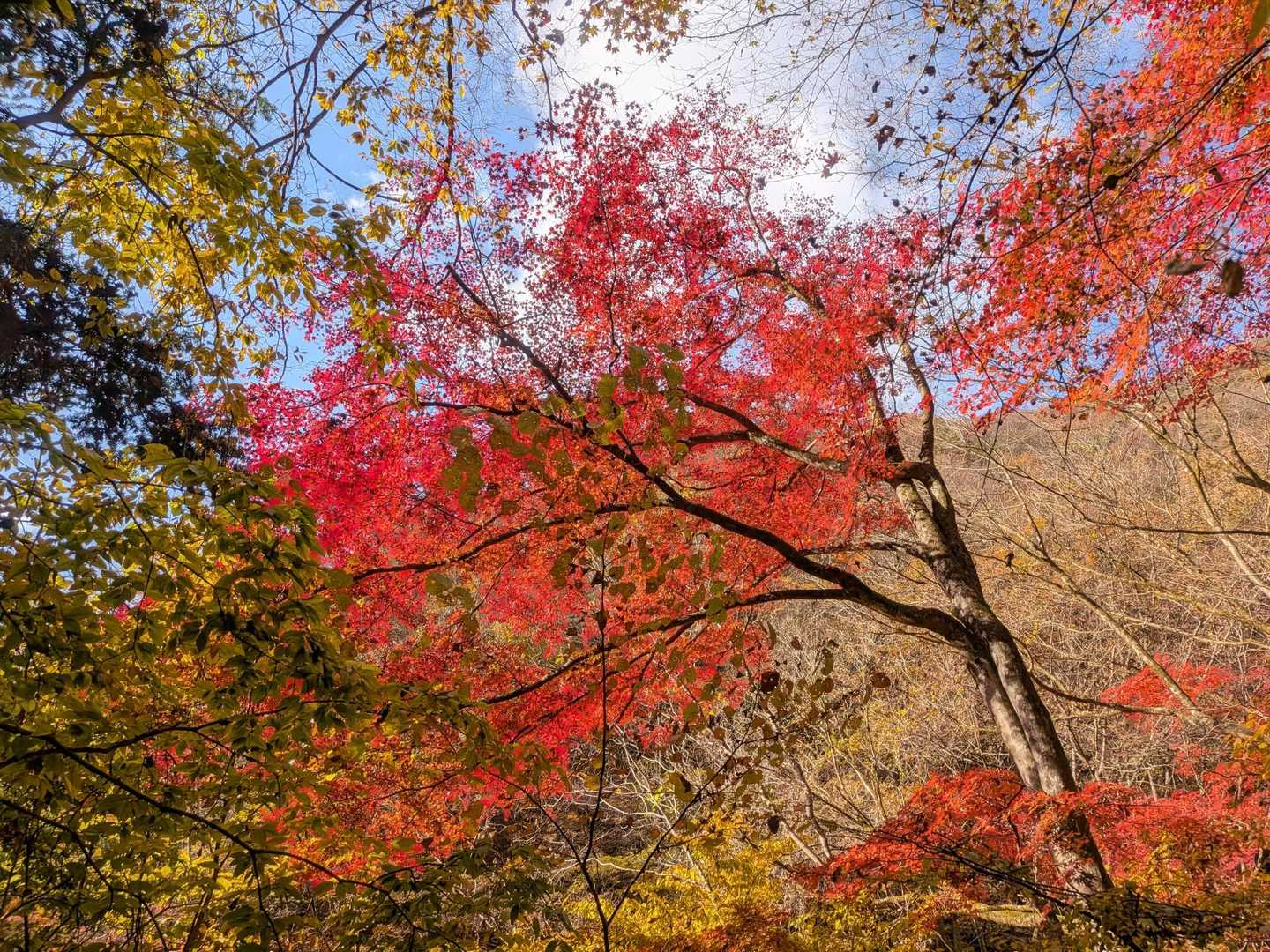 🍁