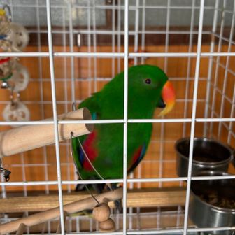 🦜クマラちゃんにもご挨拶
吸い寄せられるような緑色が綺麗✨