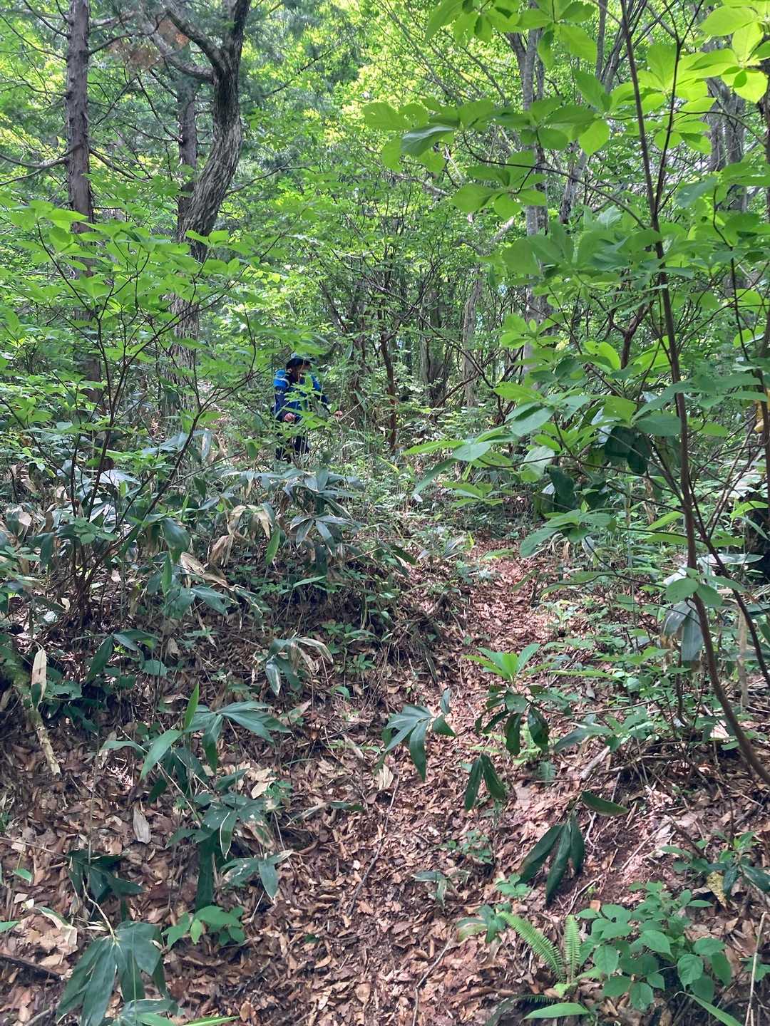下山するカエンダケさん🔥

体調不良のため、ゆっくり下山していたとの事でした。

「おかわり」は無しになりそうです。
👴【ふぅ〜、😌】
