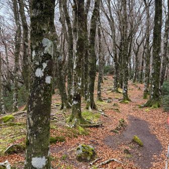 ブナの原生林エリアに進みます。

この森歩きが楽しかった✨