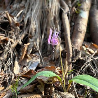 カタクリ　まだ残ってた