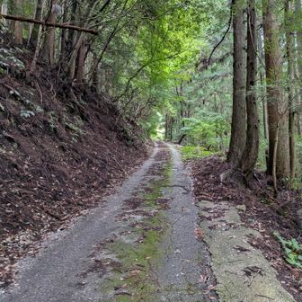 最初は道を登っていく。