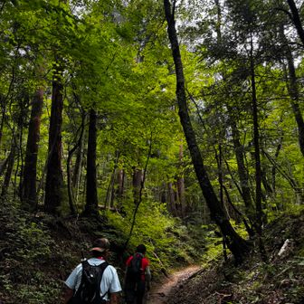 登山道に入ったら
樹林帯でマイナス3℃くらいな感じ✨

でも、、、
直ぐに湿度高くて汗だくになりました💦