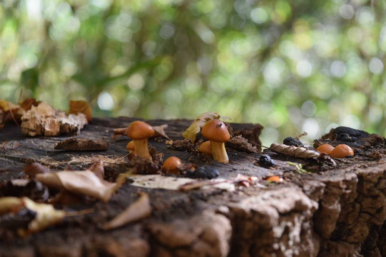 🍄ナメコかな？