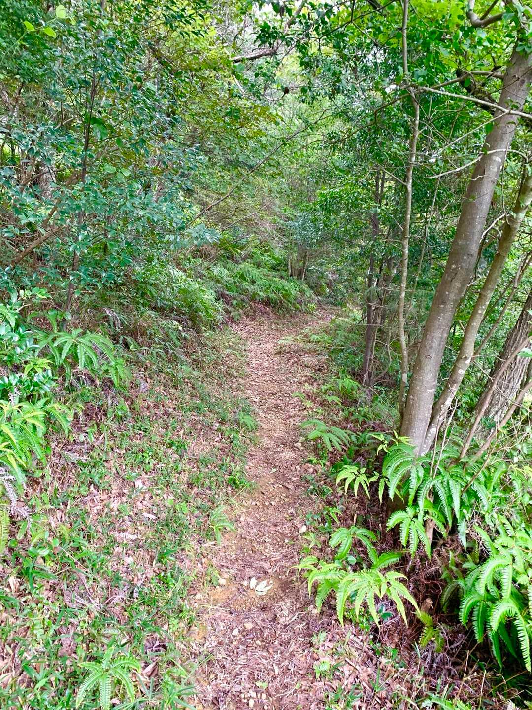 矢筈山 周回コースの写真