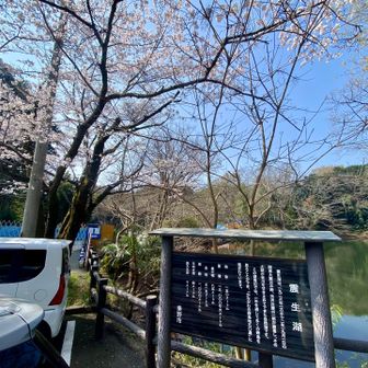 震生湖の桜🌸