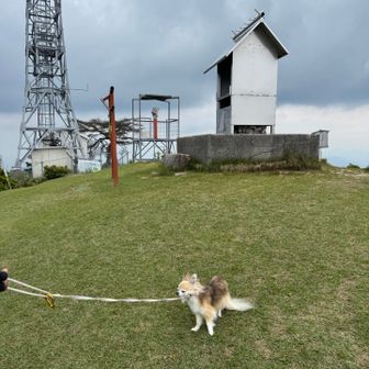 絶対に。。。飼い主と一緒で頑固🤣