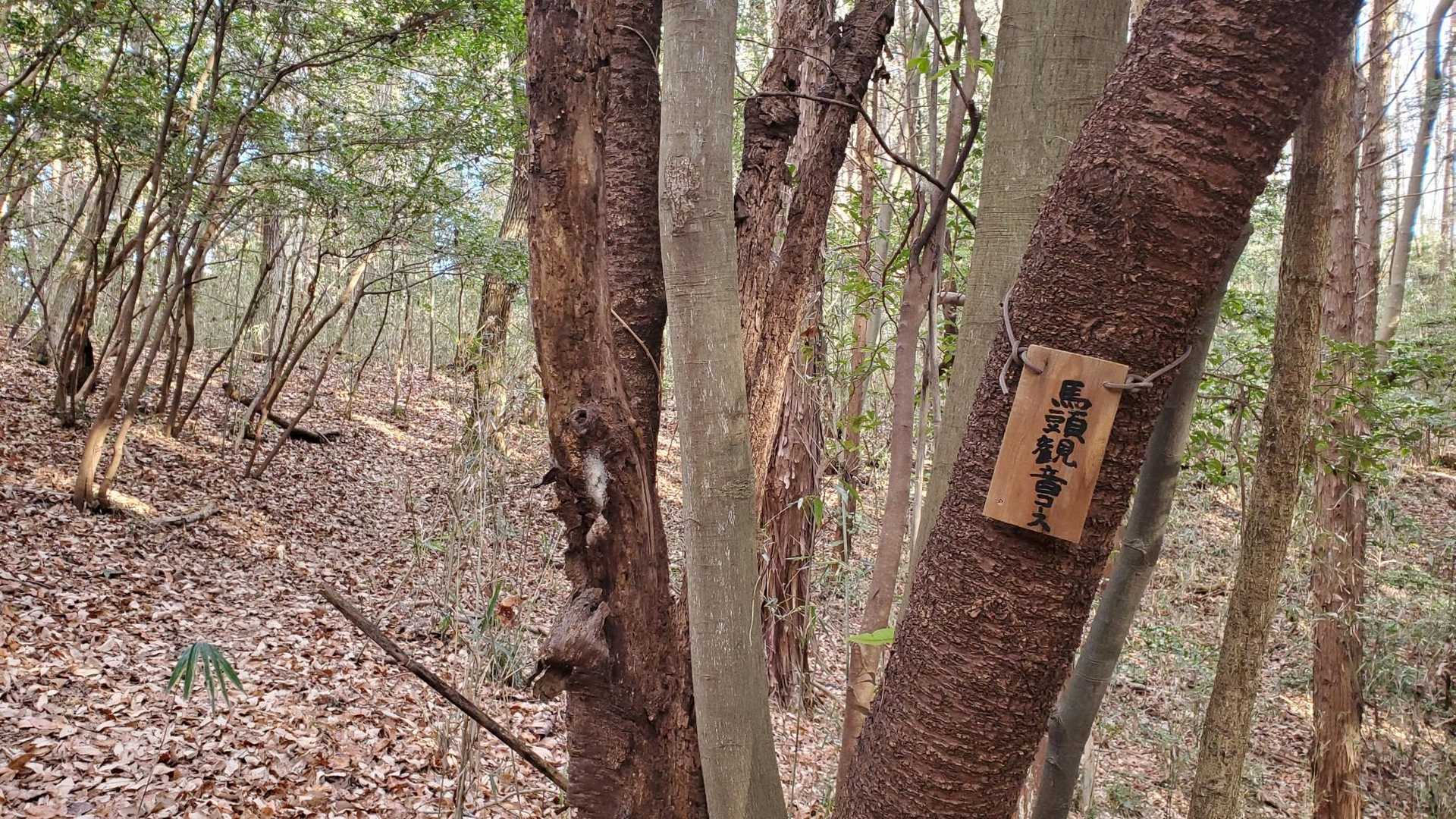 馬頭観音コース