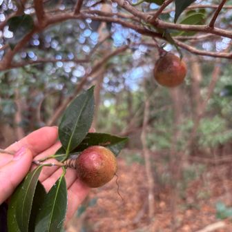 ツバキの仲間の実