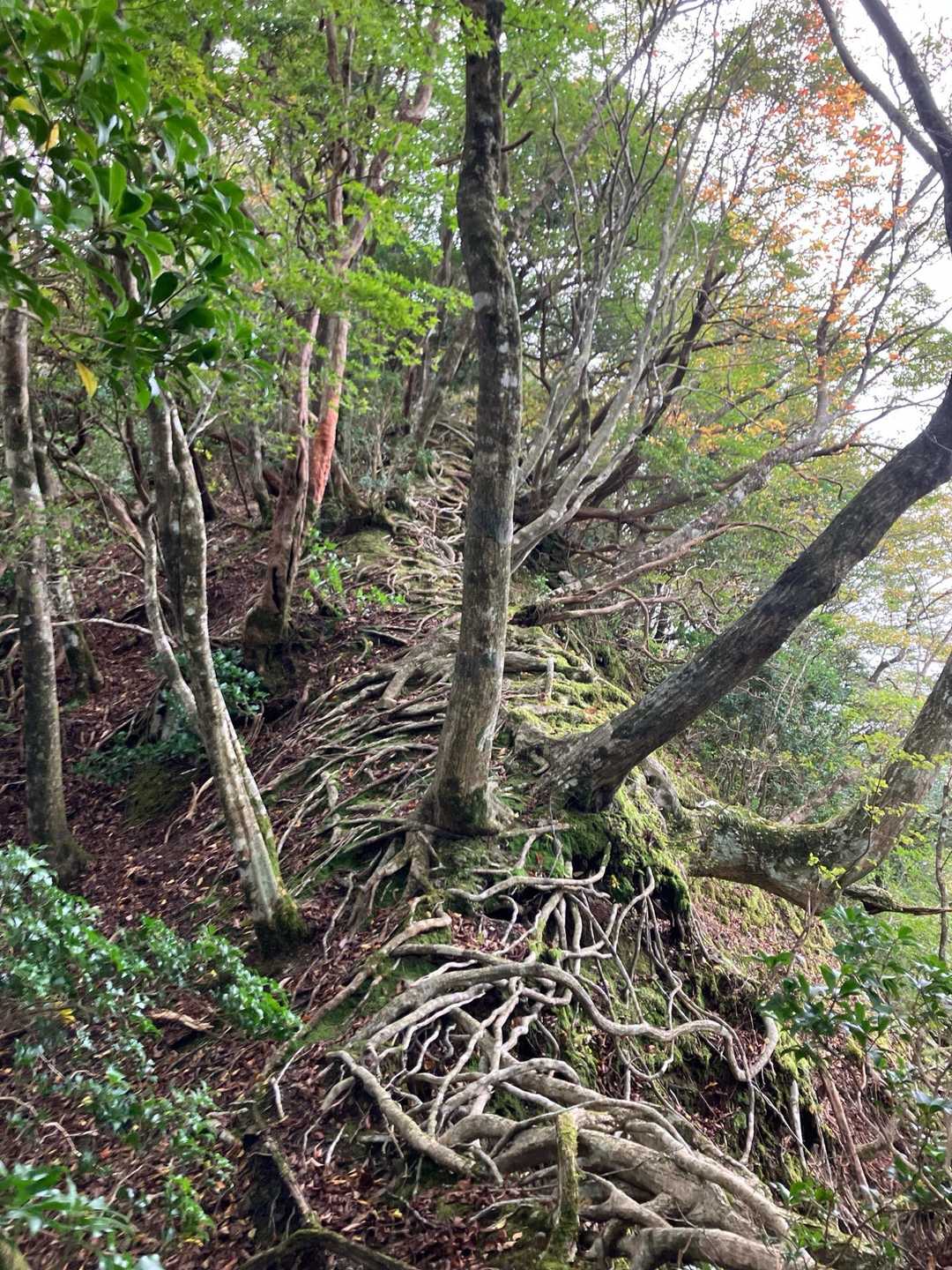 細尾根
