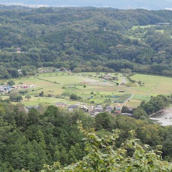 曼珠沙華さく巾着田