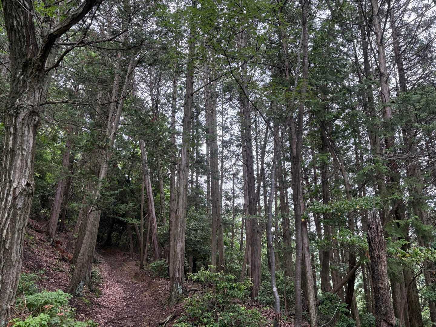 牛松山 往復コースの写真
