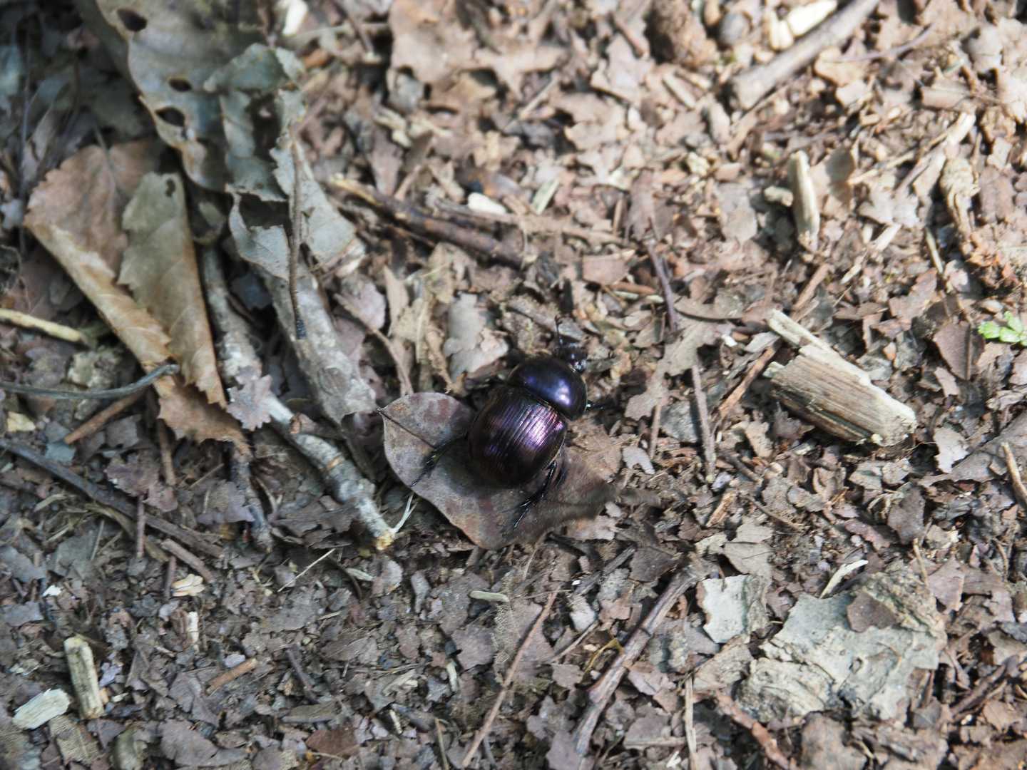 センチコガネ。糞虫。スカベンジャーです。大切な仕事をしてくれてます。