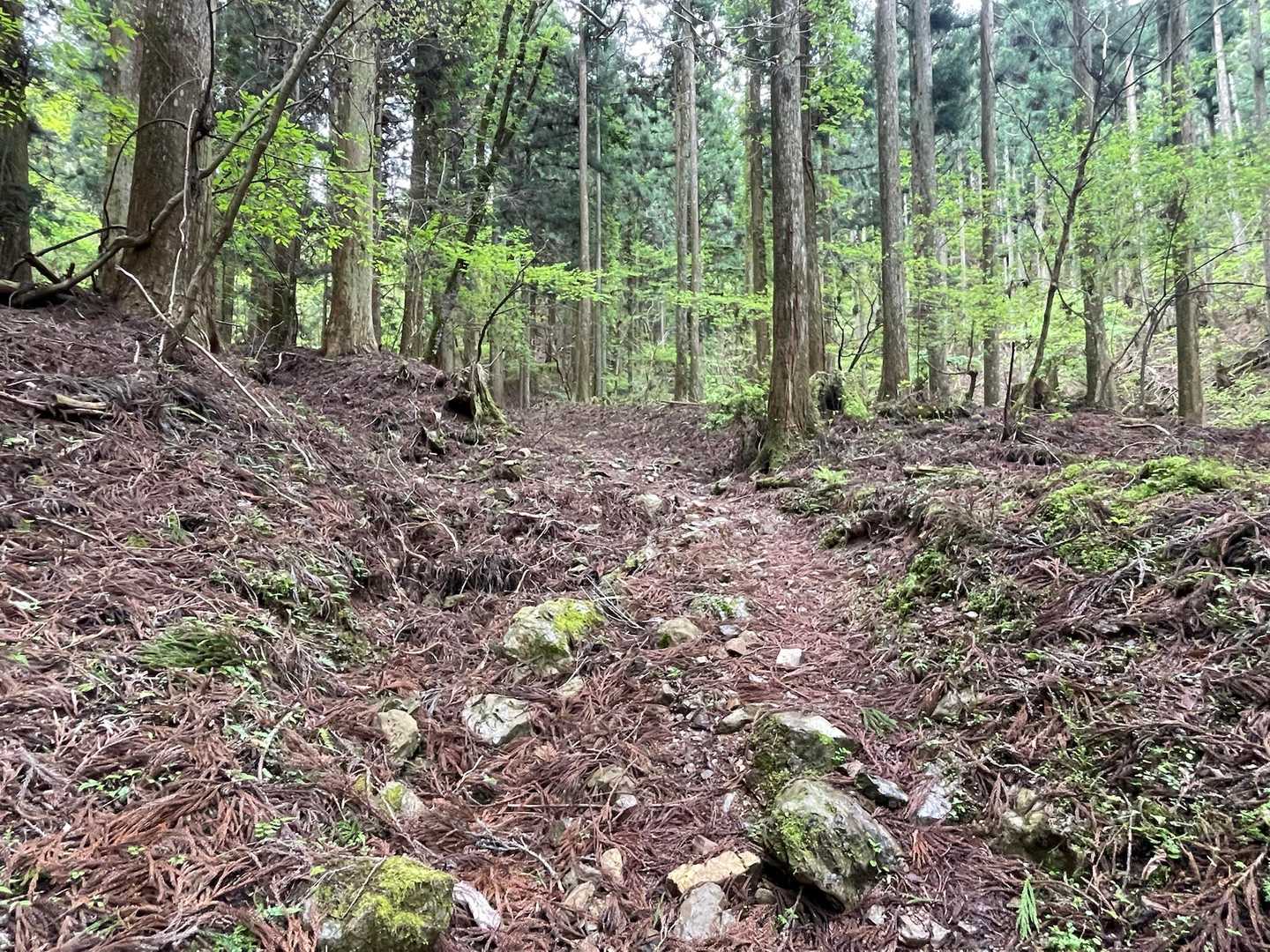 登山道らしくなってきました！