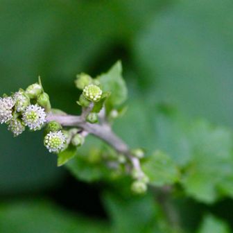ノブキの花だってまじまじ見ると小さな花の集まりみたいで可愛いね