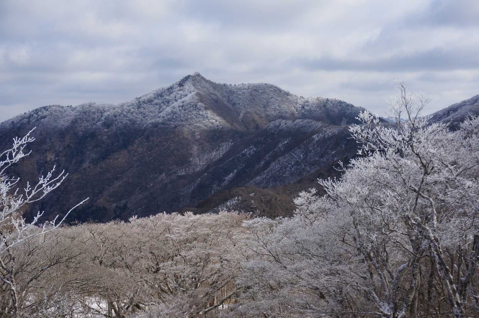 霧氷のブナ林と登岐山
