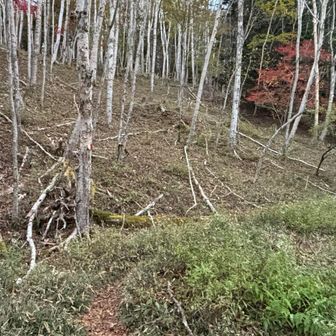 ここまでは緩い林道でしたが、いよいよ登りが始まります。